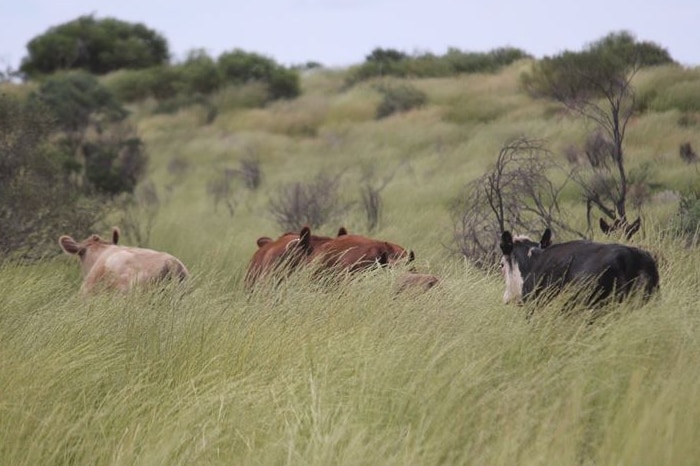 High grass almost hiding the cattle at Curtin Springs