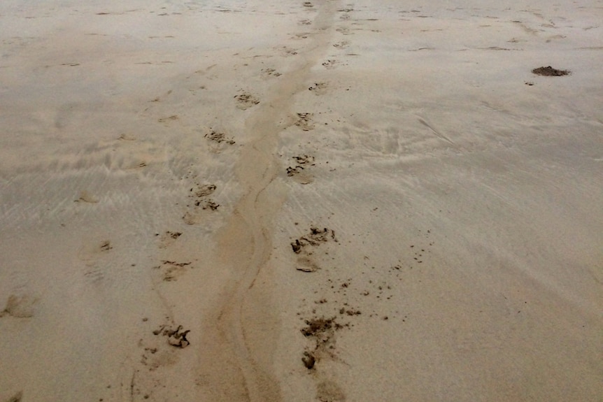 Crocodile tracks across Broome's Cable Beach
