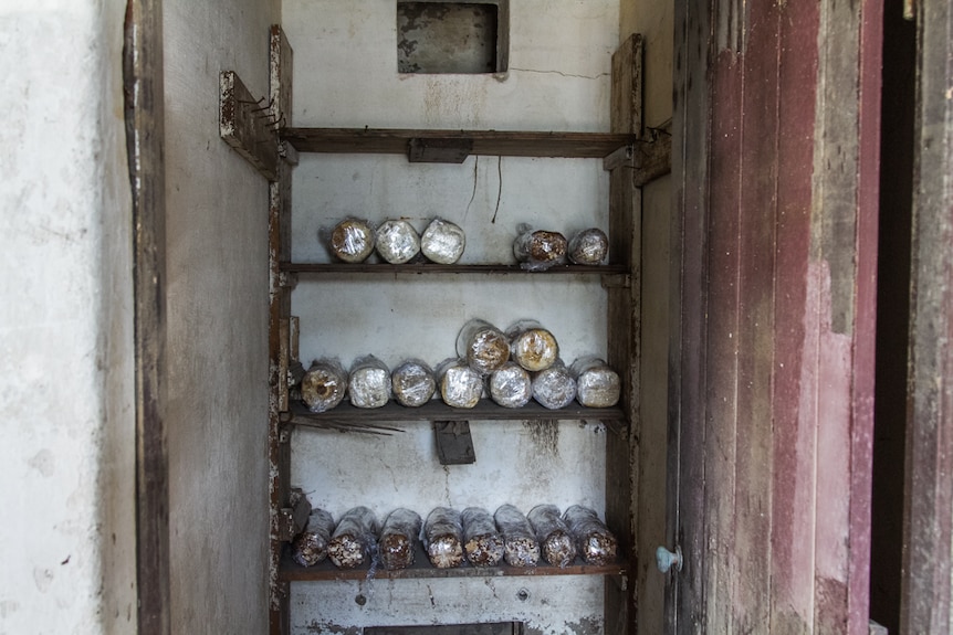 Old wooden shelves in the cellar store logs that are ready to start growing mushrooms.