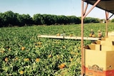 A view across the pumpkin patch