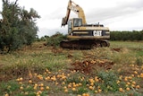 Struggling fruit growers pulling out fruit trees.