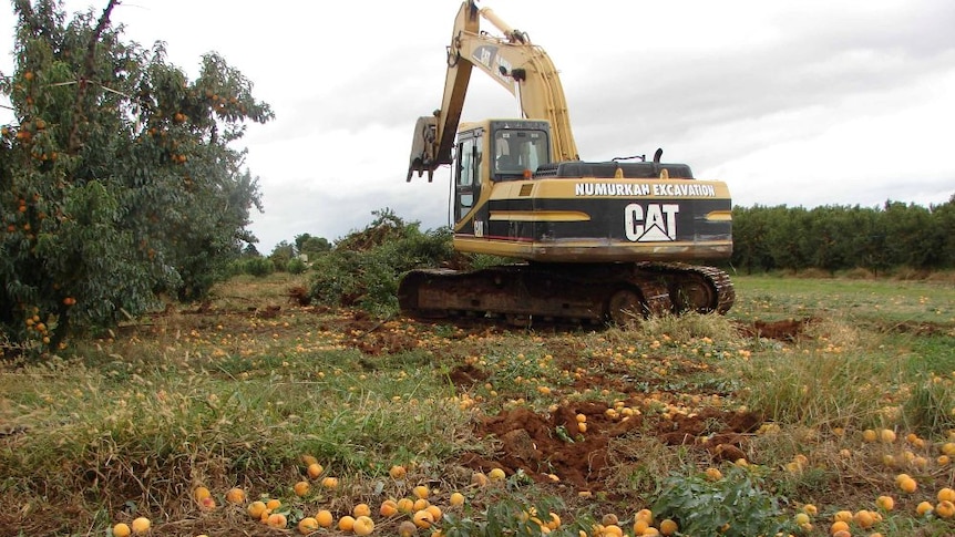 Struggling fruit growers pulling out fruit trees.