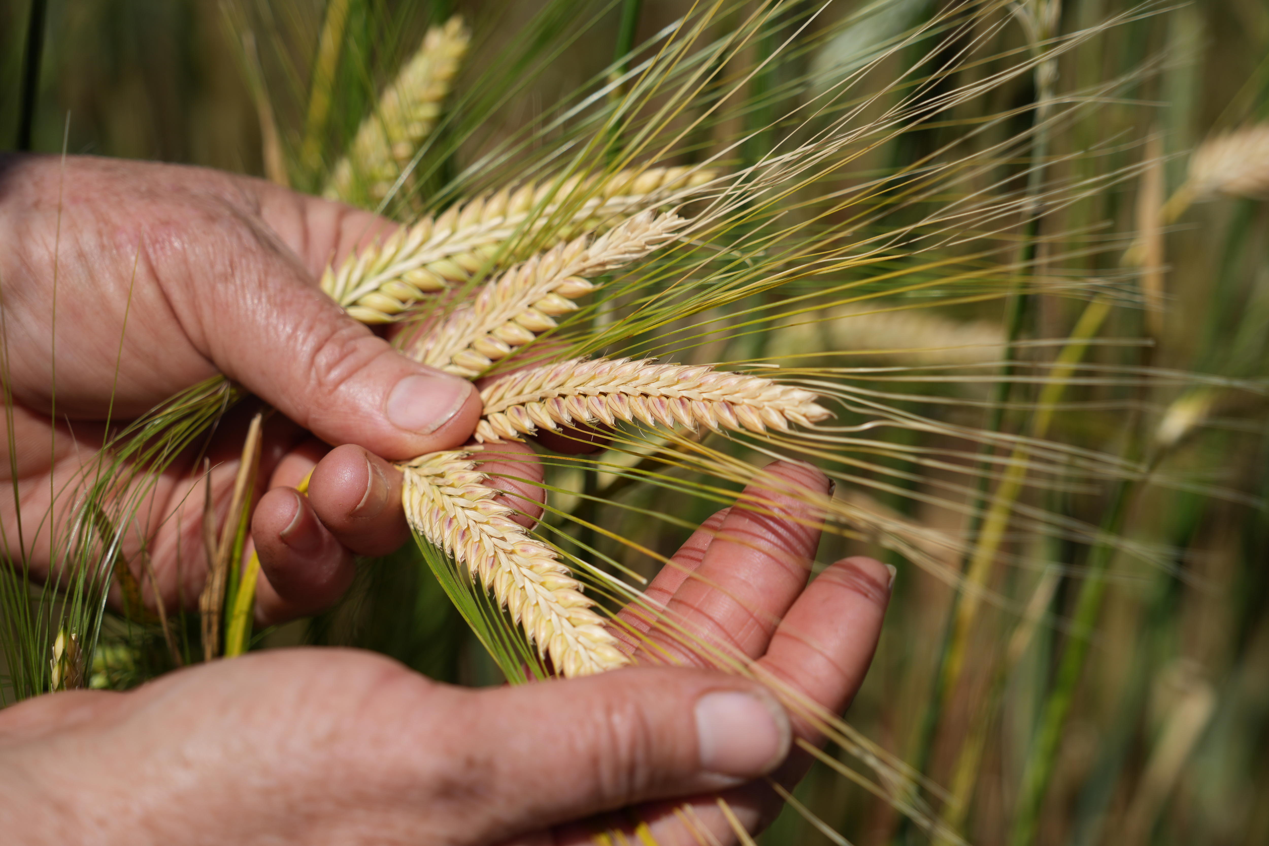 Crop in 2026.
