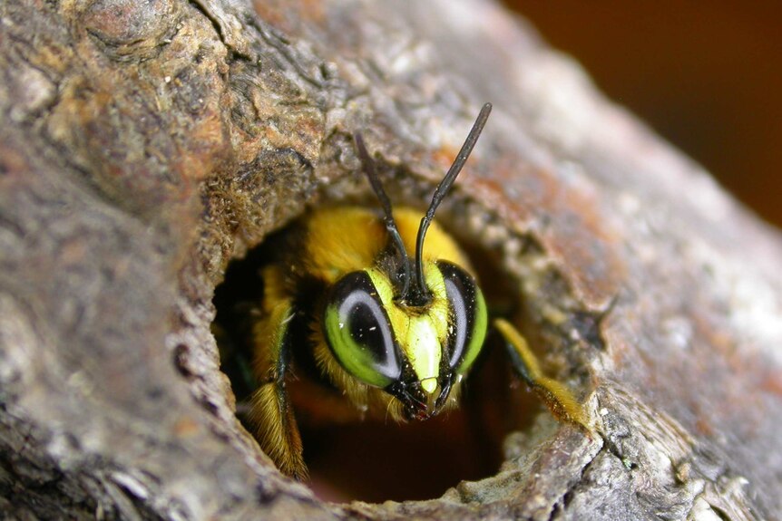 Native green carpenter bee poking head out of tree