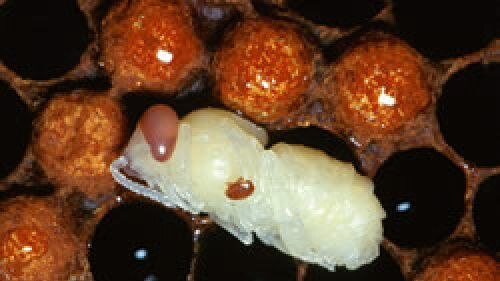 Varroa mites on honey bee pupae.