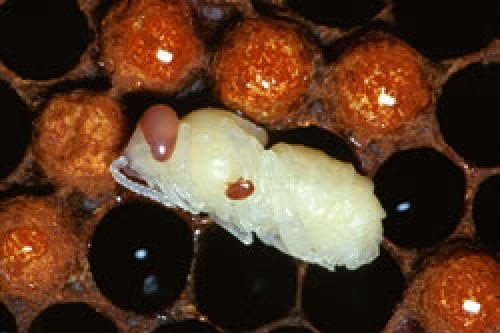 Varroa mites on honey bee pupae.