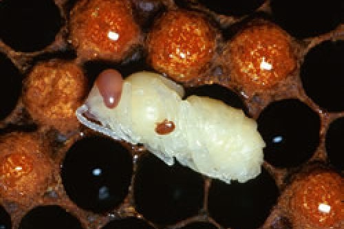 Varroa mites on honey bee pupae.