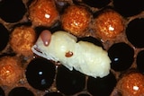 Varroa mites on honey bee pupae.