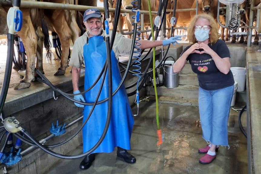 A man and a woman in the milking pit of a dairy. The man wears a blue apron and the lady wears a blue mask.