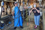 A man and a woman in the milking pit of a dairy. The man wears a blue apron and the lady wears a blue mask.