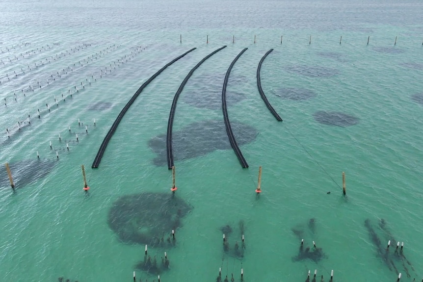 An aerial image of water with four long black lines showing the floating farming system