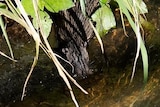 A large water rat in the water looking up at the photographer