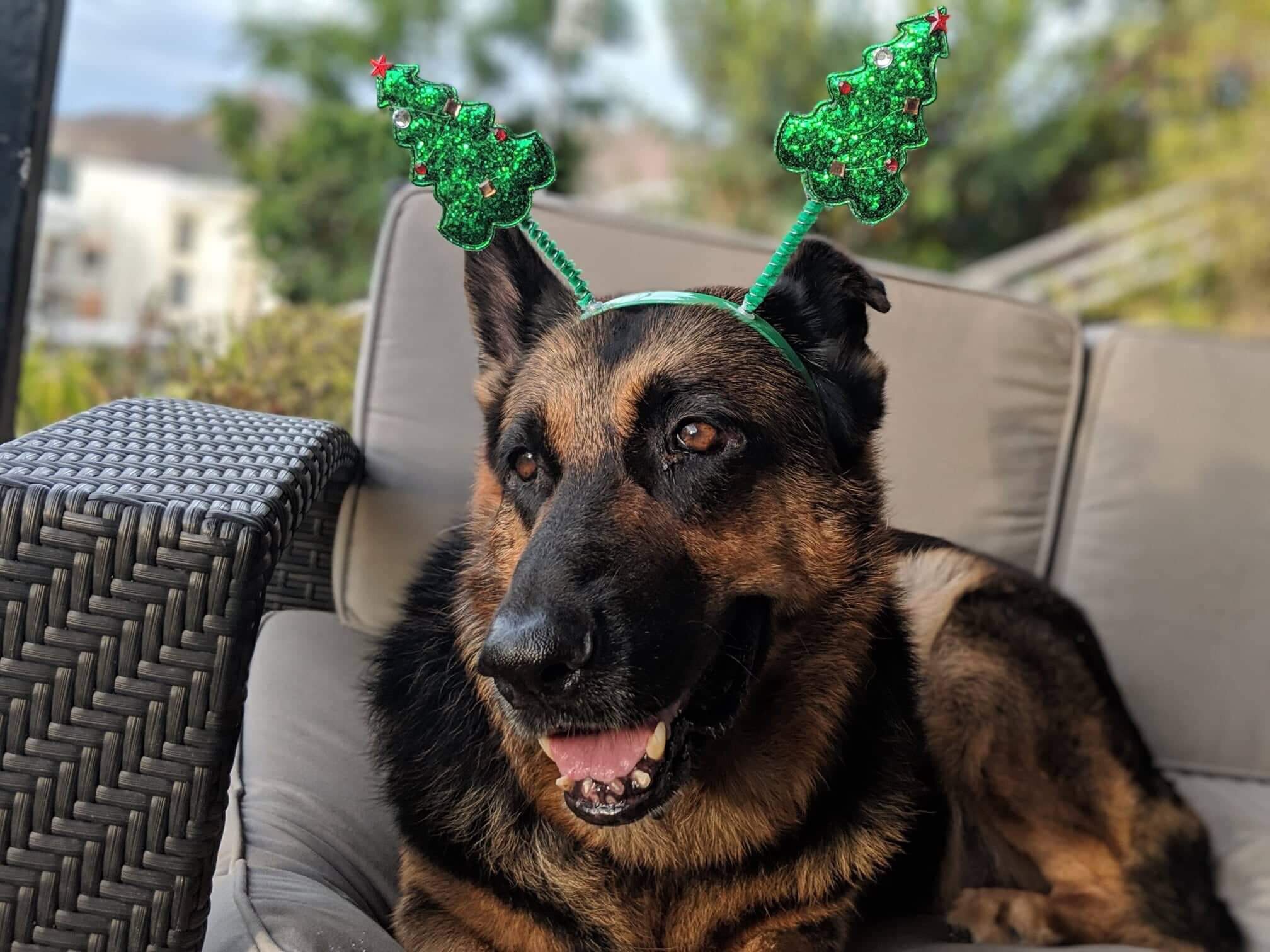 An excellent German Shepherd sits on a couch wearing a headband featuring two christmas trees