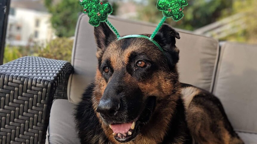 An excellent German Shepherd sits on a couch wearing a headband featuring two christmas trees