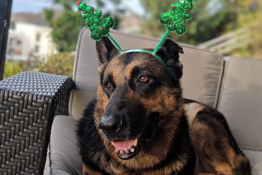 An excellent German Shepherd sits on a couch wearing a headband featuring two christmas trees