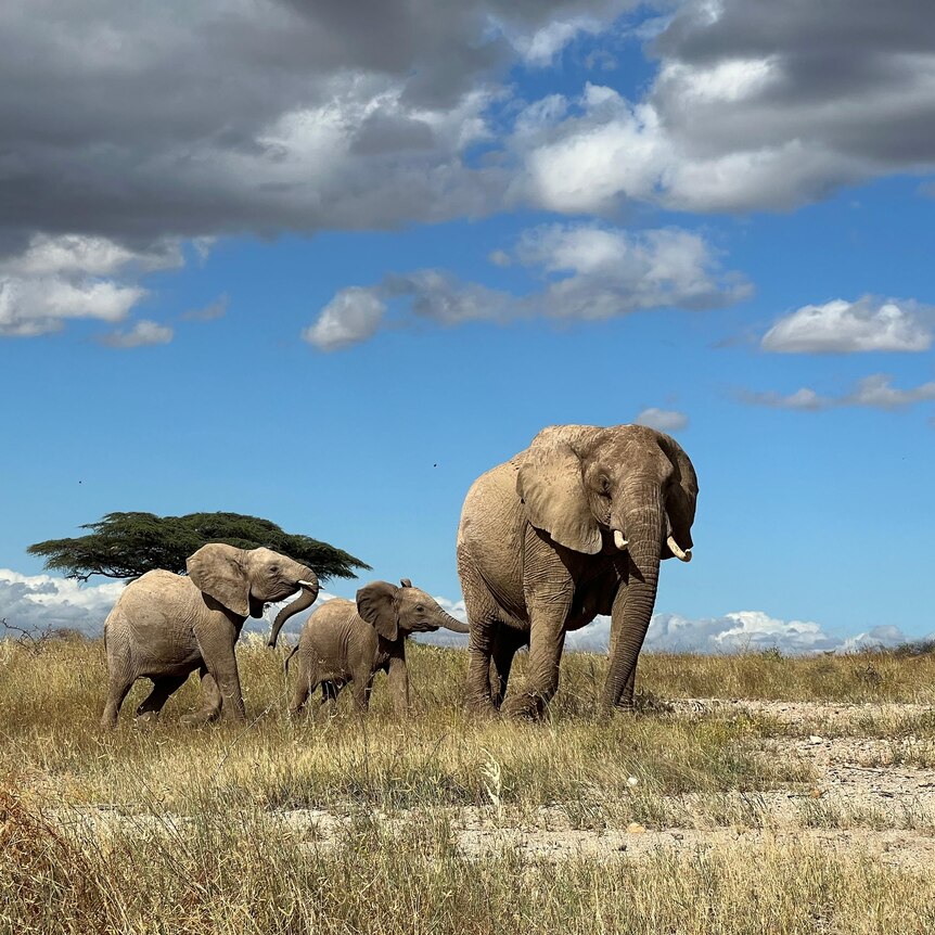 A large elephant on a grassy plain with two small elephants in tow