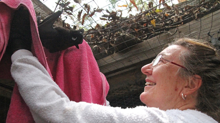 Bat expert Dr Kerryn Parry-Jones catches a flying fox
