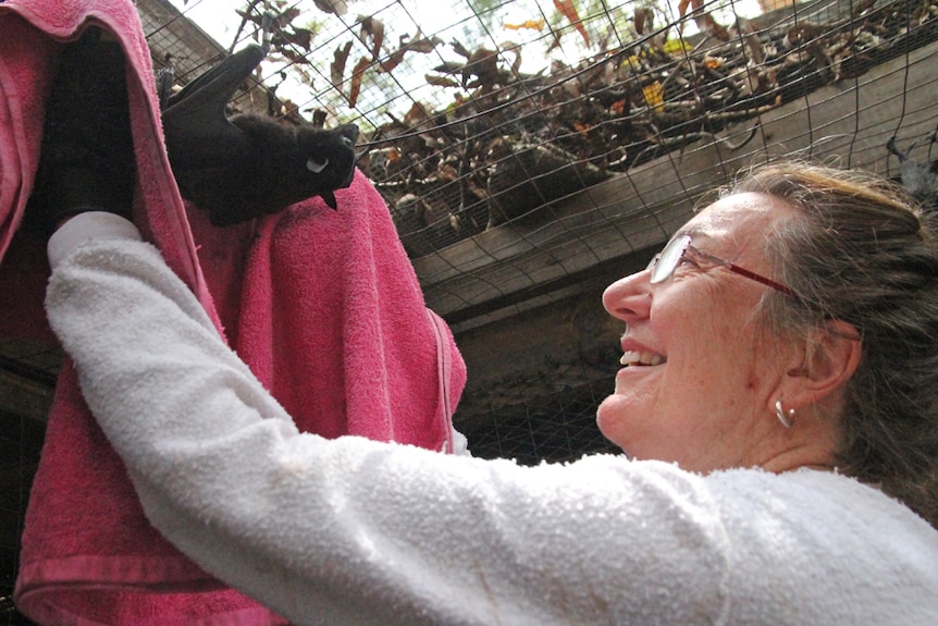 Bat expert Dr Kerryn Parry-Jones catches a flying fox