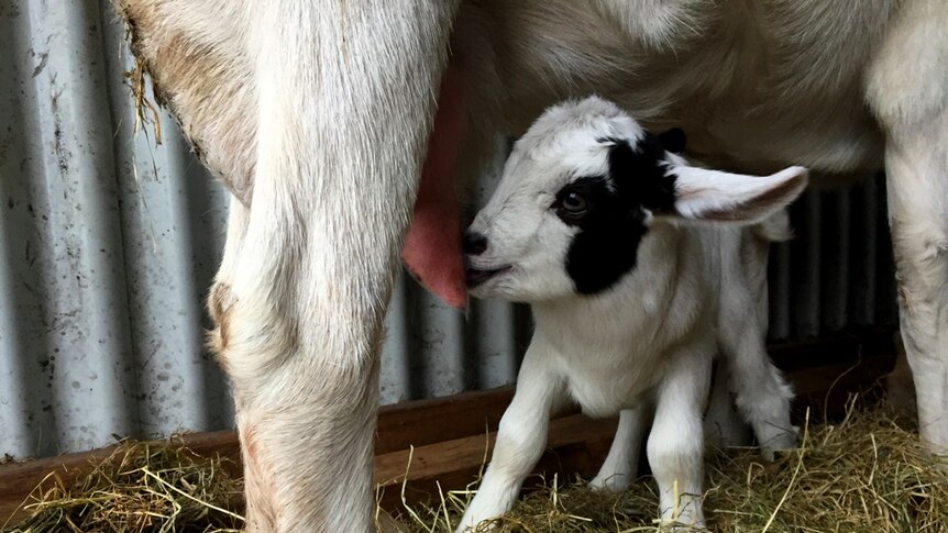 Cassie having a drink of milk from her mum Lilly