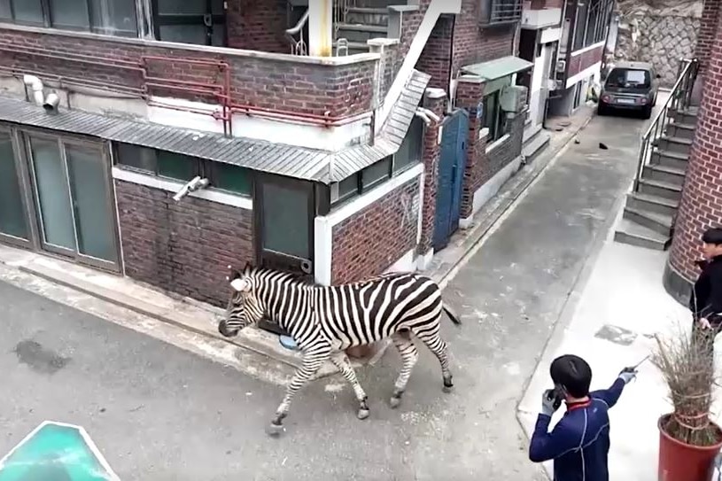 A zebra walks down the street.
