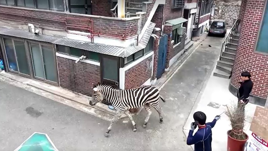 A zebra walks down the street.