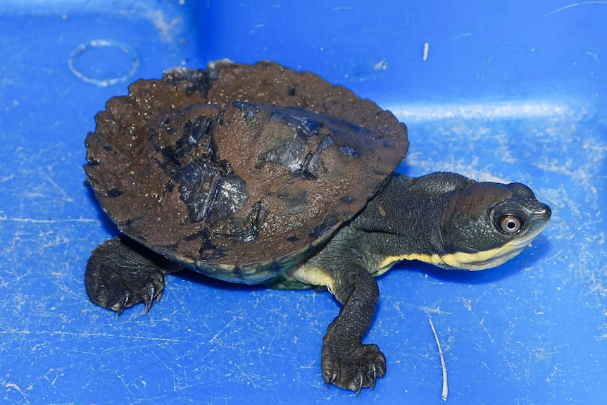 Captive breeding program aims to save Bellinger River Snapping Turtle.