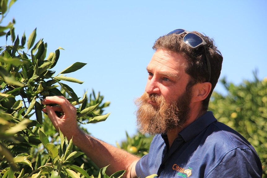 A bearded man with sunglasses on his head stands among some citrus trees.
