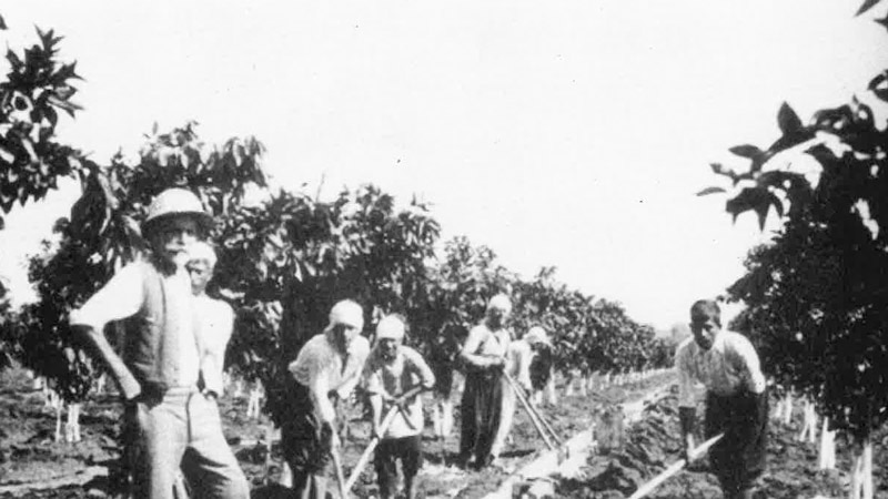 An orange grove in Wilhelma