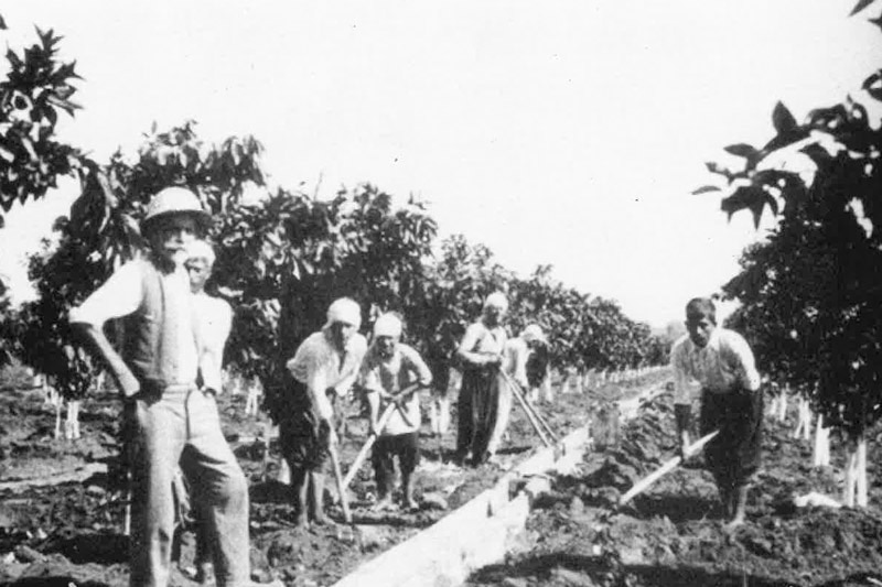 An orange grove in Wilhelma