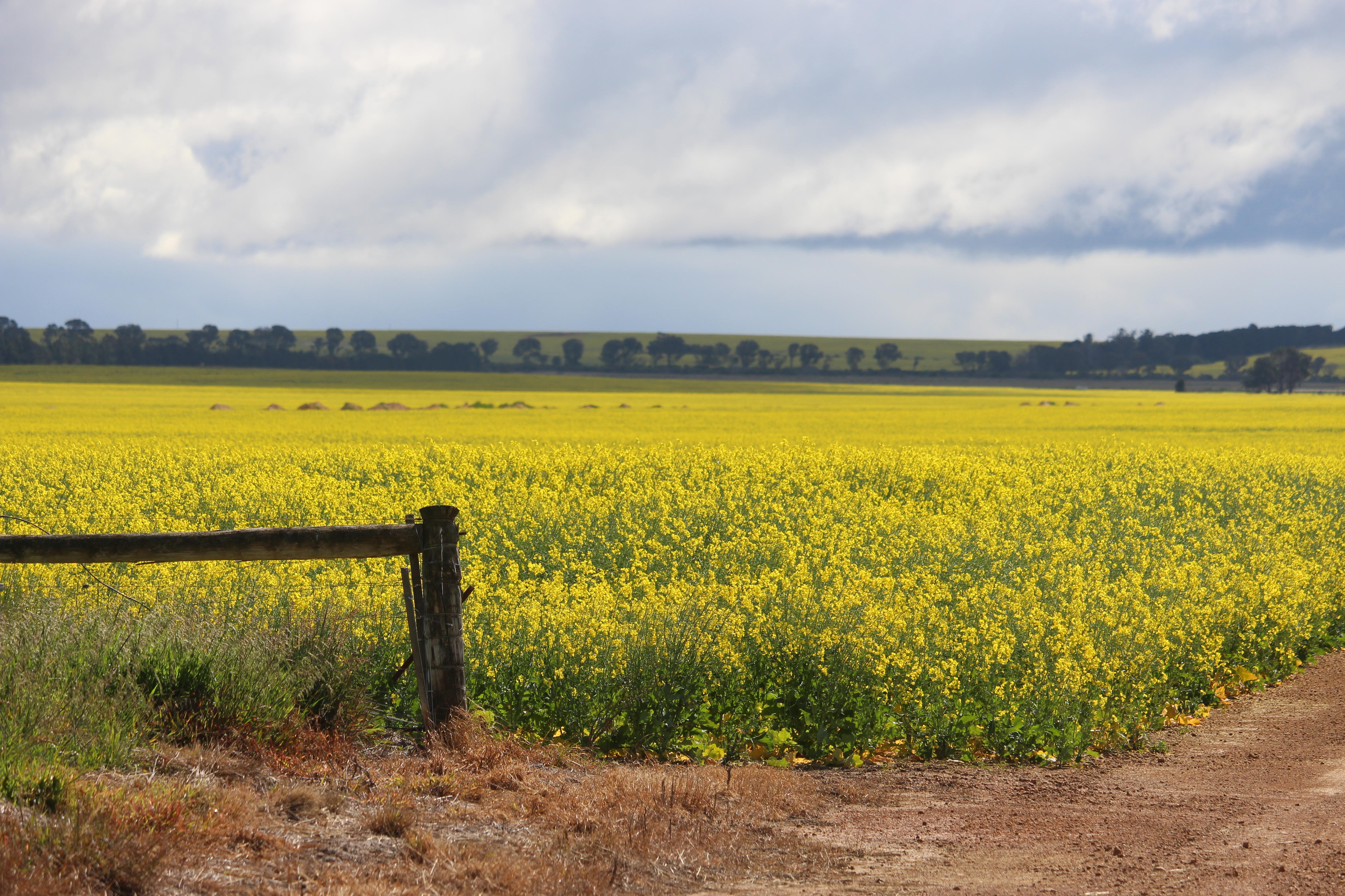Un campo de canola