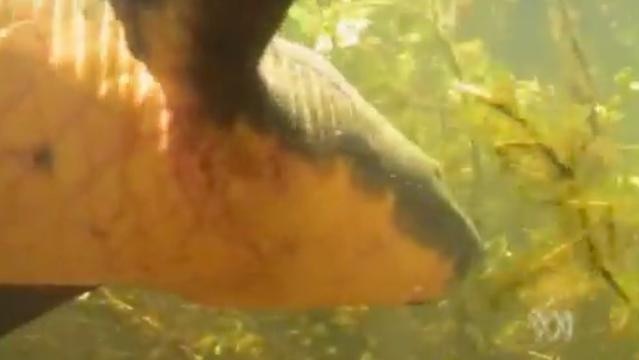 A lungfish swims underwater