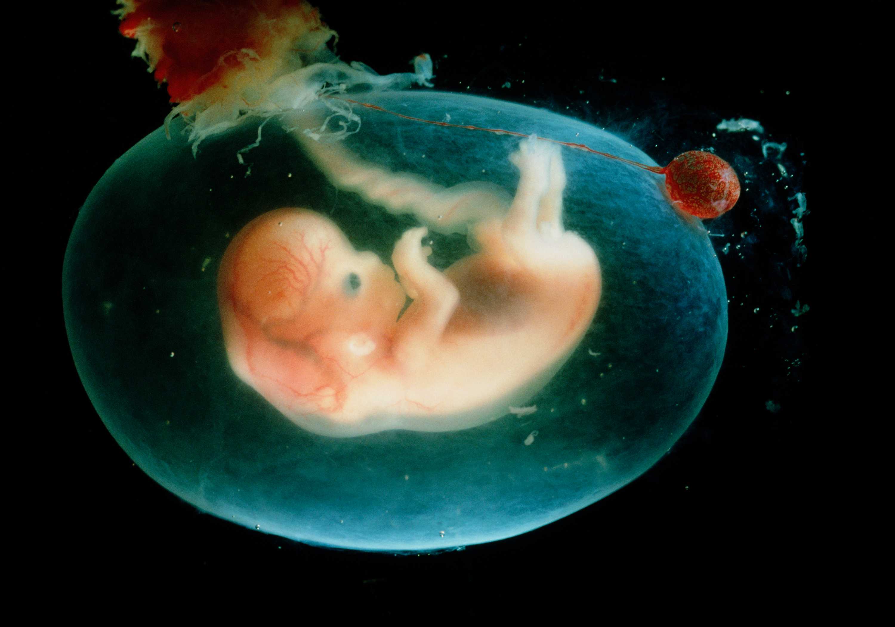 Life Fantastic - three lively genetics lectures for Christmas - ABC listen