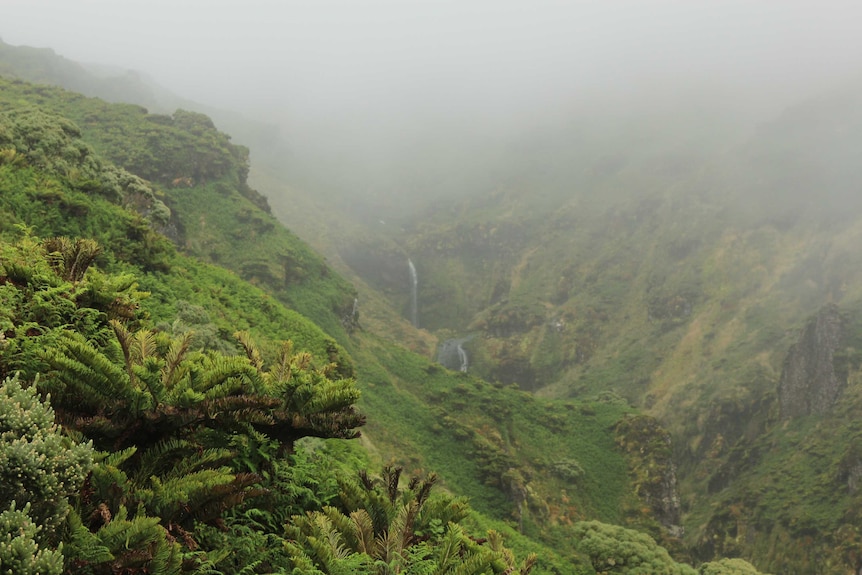 Lush green vegetation grows on the sides of a misty valley.