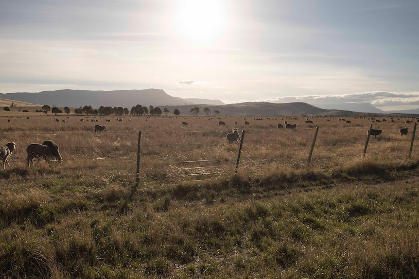 Moutons dans un enclos marron.