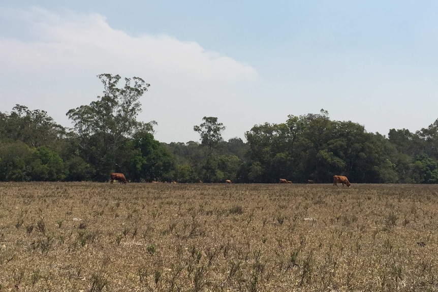 Beef cattle grazing on barren pastures