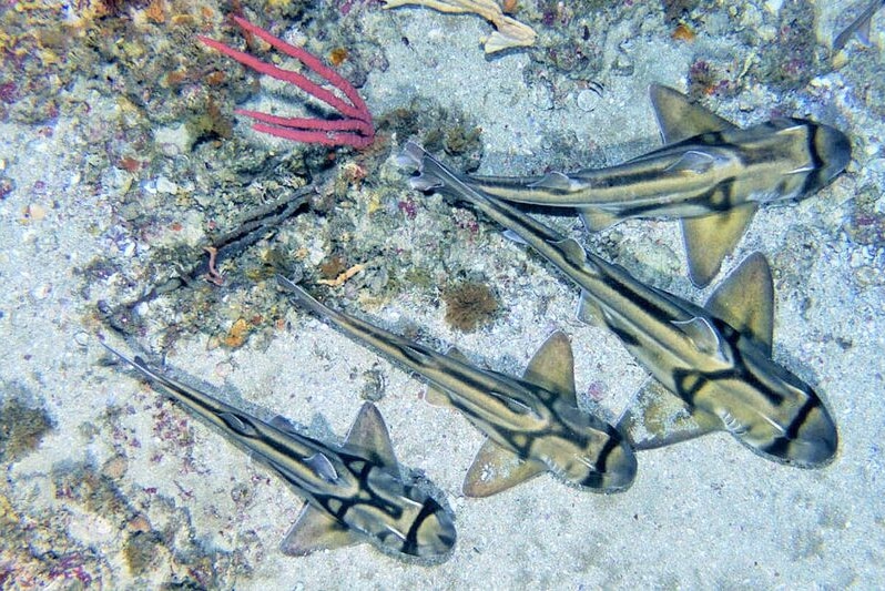 Port Jackson sharks