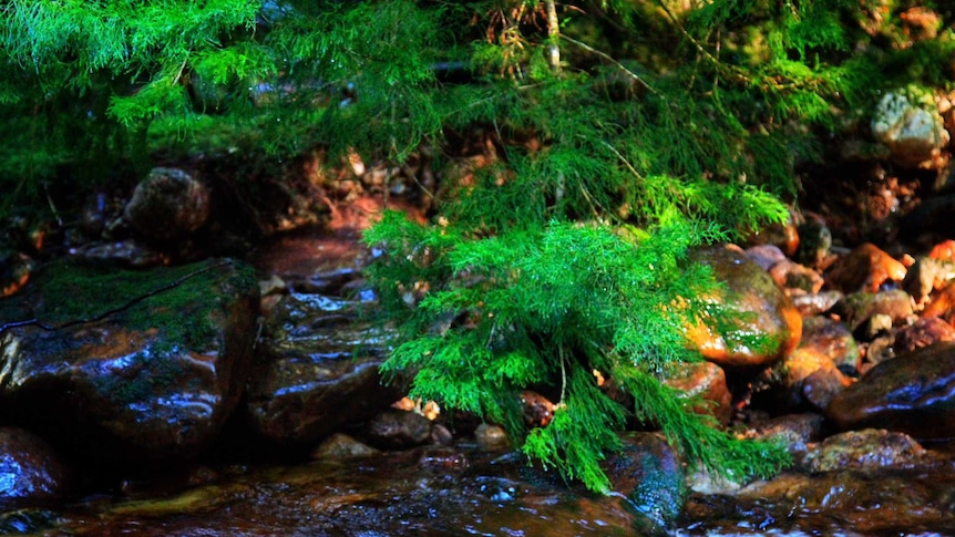 Huon pine has been around for thousands of years.