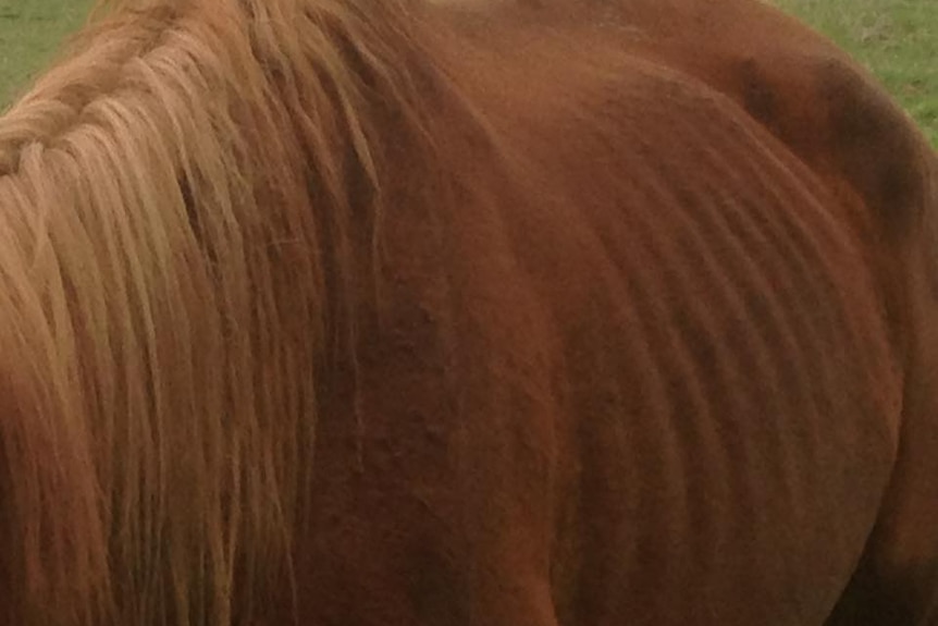 Close up of a horse appeared to be in poor condition with ribs sticking out.