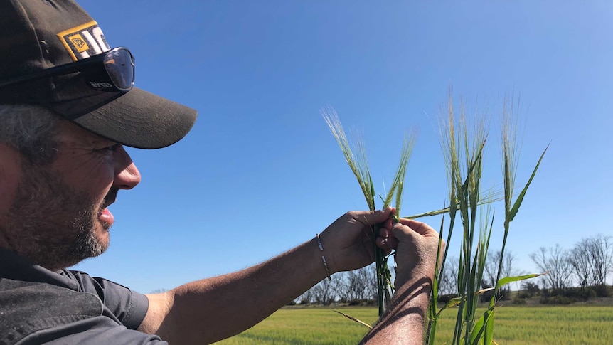 A farmer wearing a cap inspects a barley leaf for frost damage.