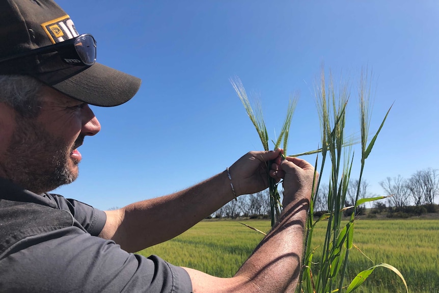 A farmer wearing a cap inspects a barley leaf for frost damage.