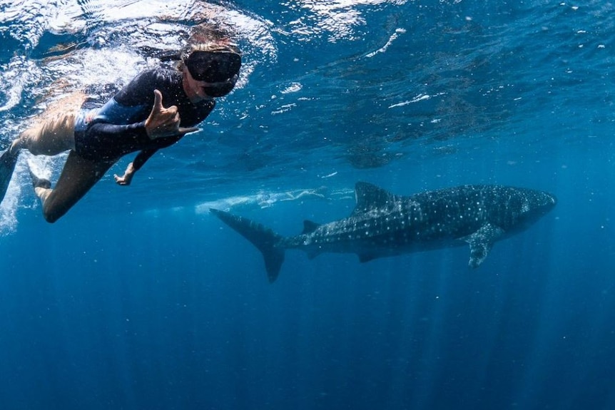 A woman in a snorkel swims with a whale shark in the background