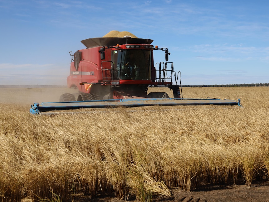 A red header in a paddock harvesting a golden rice crop. 