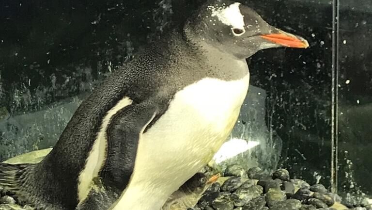 A male penguin and baby