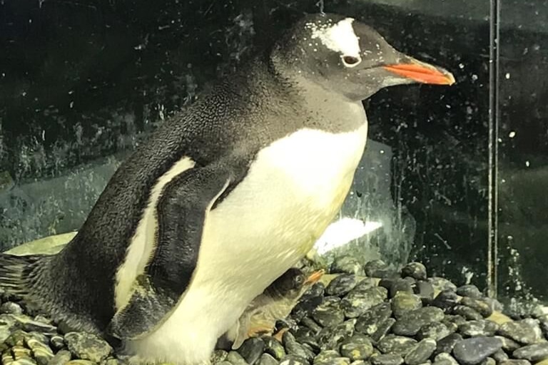 A male penguin and baby