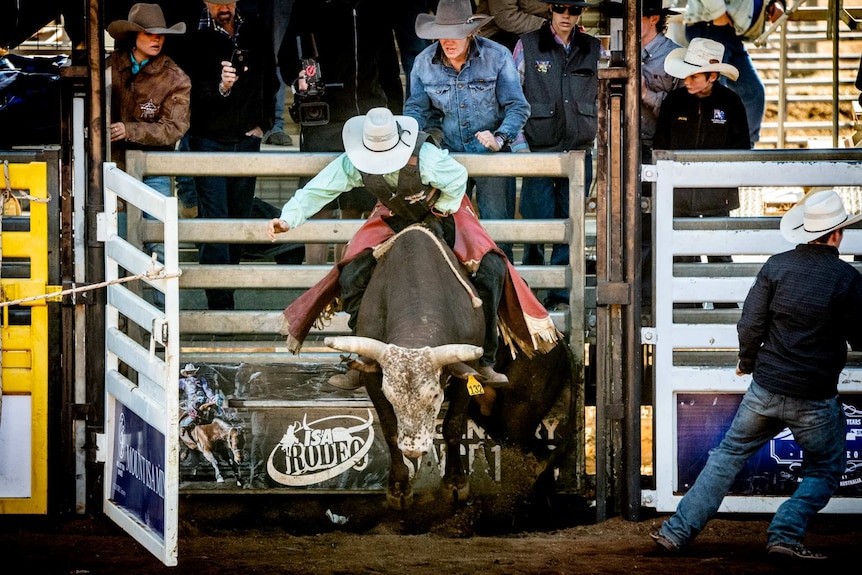 The gate opens and the bull rider starts his ride.