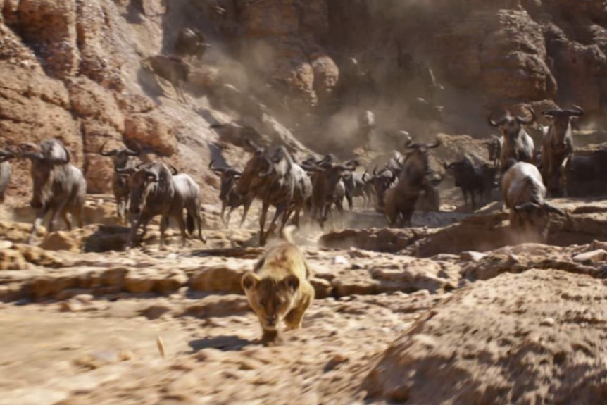 A herd of wildebeest chase Simba in The Lion King.