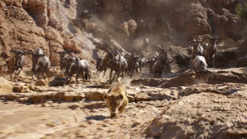 A herd of wildebeest chase Simba in The Lion King.