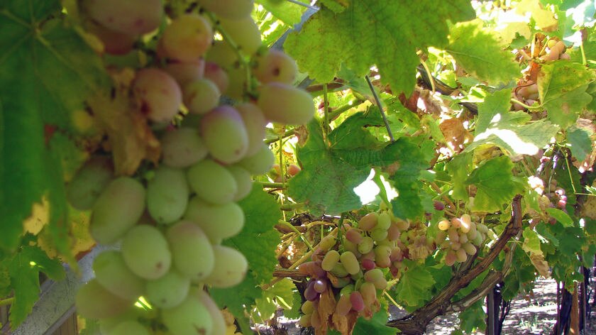 Grapes checked for bushfire smoke effects (file photo)