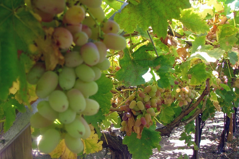 Grapes on a vine