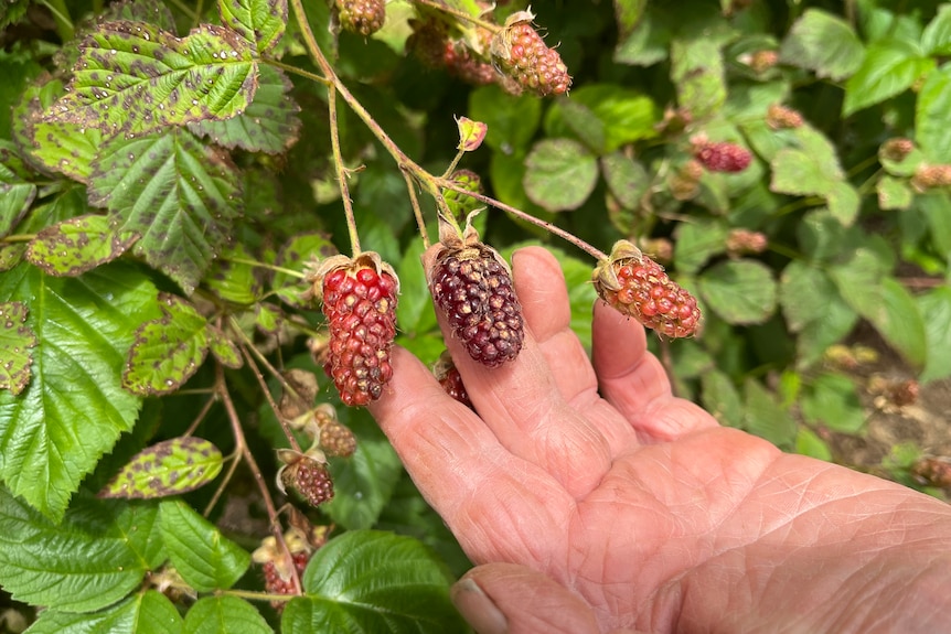 hand holds hail damaged blackberries with brown spots, with leaves in background